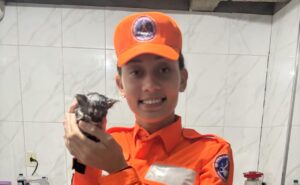 Corpo de Bombeiros resgata gatinho preso em tubulação e animal ganha novo lar em Alfenas-MG