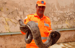 Com a chegada da seca, cresce o risco de acidentes com cobras e outros animais peçonhentos em Minas Gerais